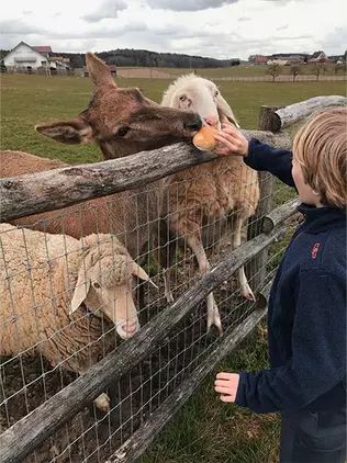 Am Wildgehege auf dem Bauernhof von Familie Dreher frisst ein Reh aus der Hand.
