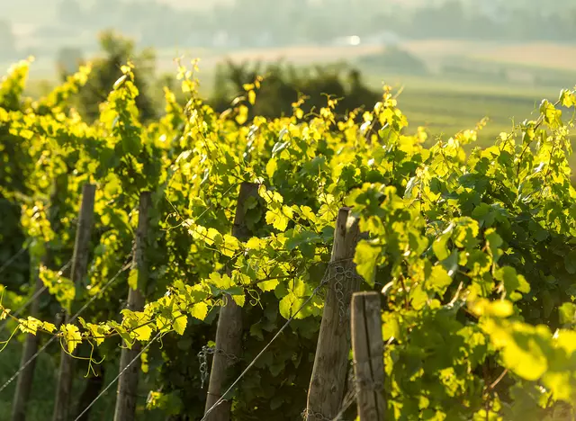 Urlaub auf dem Weingut in Rheinhessen, der größten Weinregion Deutschlands machen