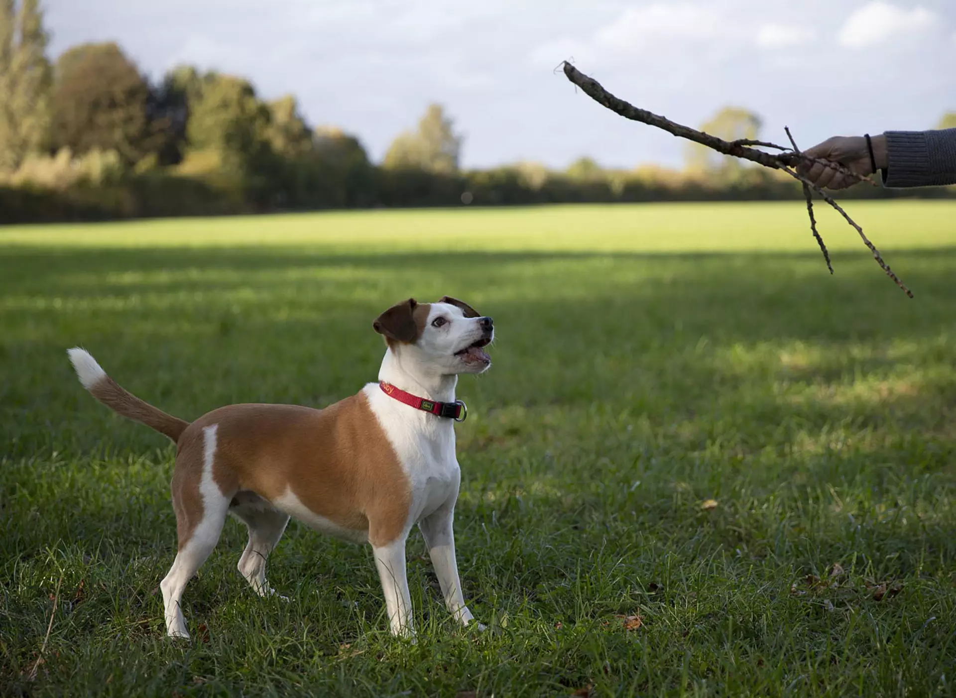 Stöckchen werfen im Garten - © Urlaub auf dem Bauernhof SH e.V., Timon Suhk im Urlaub mit Hund im umzäunten Garten spielen