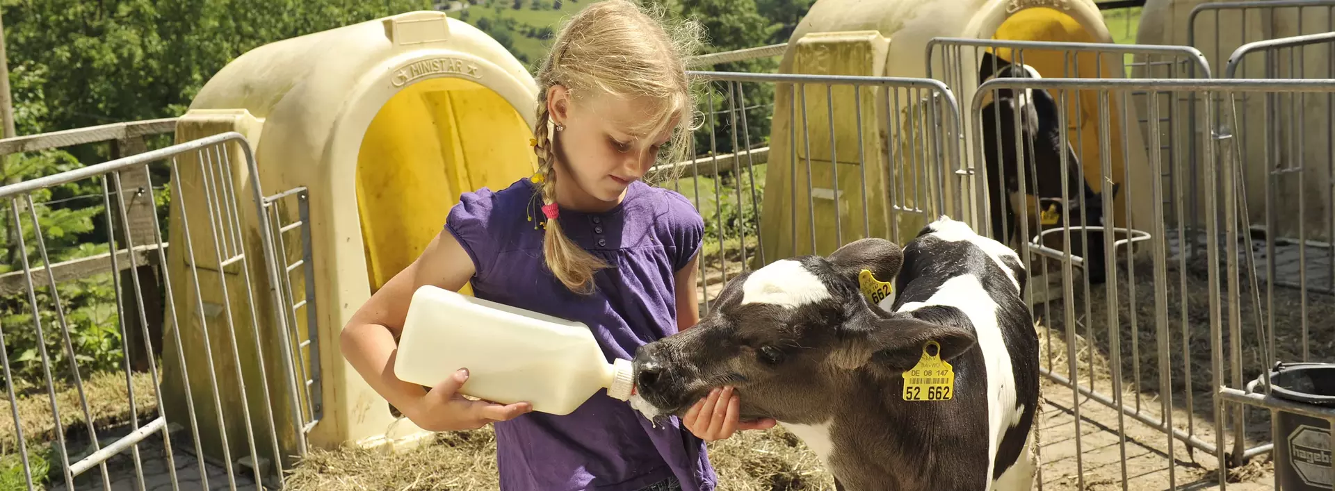 Mädchen füttert ein Kälbchen mit Milch