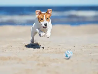 Jack Russell Terrier Hund spielt mit blauem Ball am Sandstrand