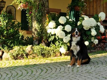 Urlaub auf dem Landhof: Landurlaub auf dem Ferienhof mit Garten"