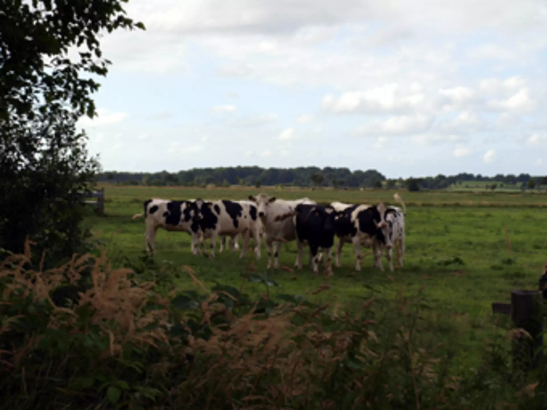 Kühe auf der Weide