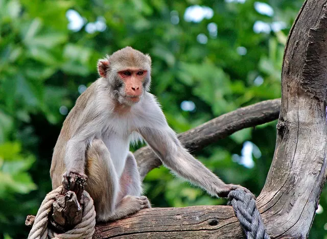 im Urlaub auf dem Bauernhof im Odenwald den Zoo in Heidelberg besuchen