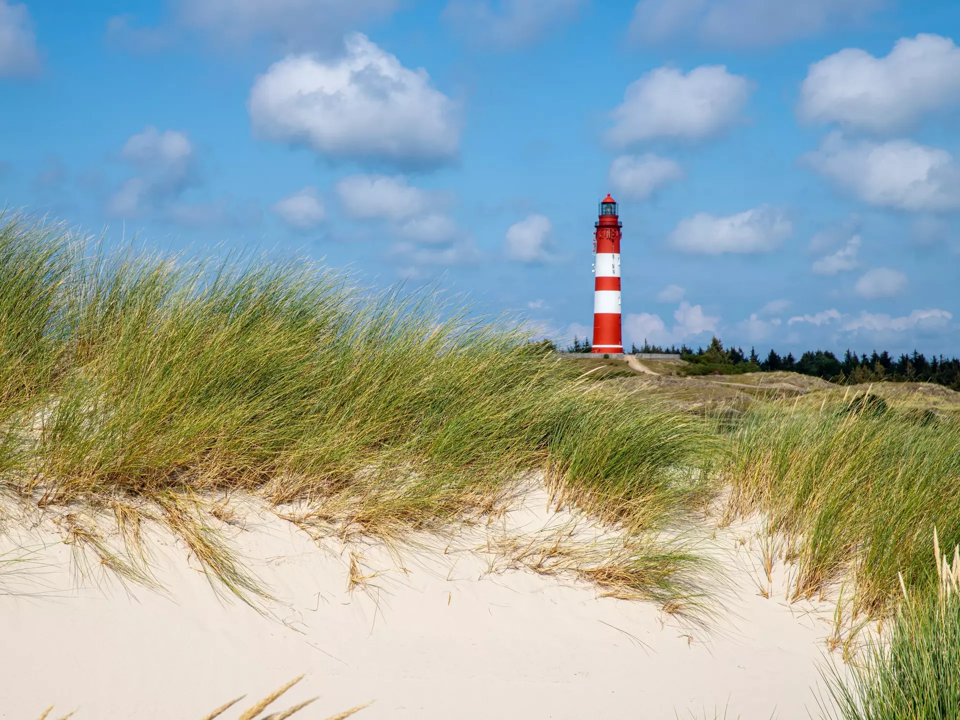Blick zum Amrumer Leuchtturm aus den Dünen - © AlexWolff68, Adobe Stock Blick zum Amrumer Leuchtturm aus den Dünen
