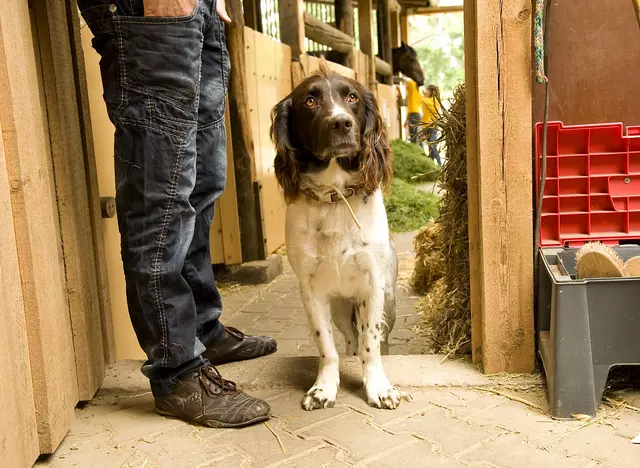 im Urlaub mit Hund auf dem Reiterhof im Taubertal entspannte Ferien verbringen