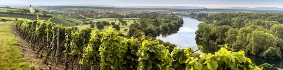 im Urlaub auf dem Weingut im Fränkischen Weinland eine Weinbergführung machen