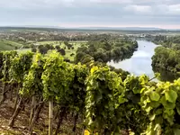 im Urlaub auf dem Weingut im Fränkischen Weinland eine Weinbergführung machen