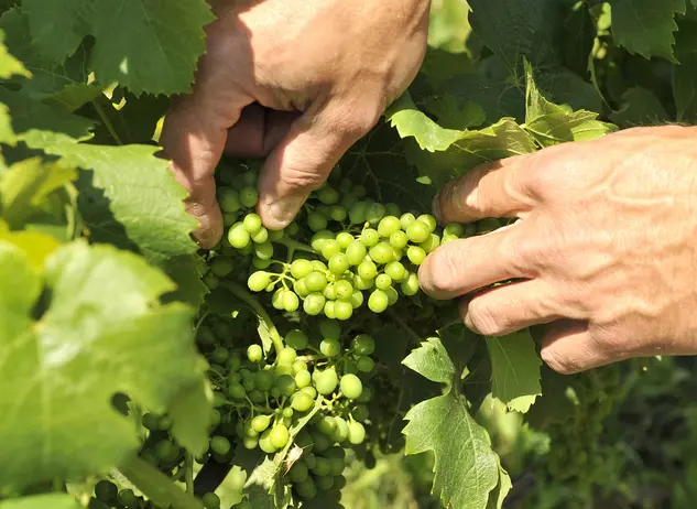 im urlaub auf dem Weingut an der Mosel eine Weinbergführung mit dem Winzer machen