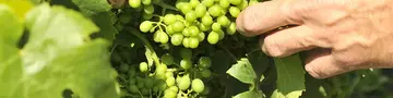 im urlaub auf dem Weingut an der Mosel eine Weinbergführung mit dem Winzer machen