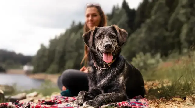 Hund liegt entspannt auf einer Decke im Grünen, eine Frau sitzt im Hintergrund