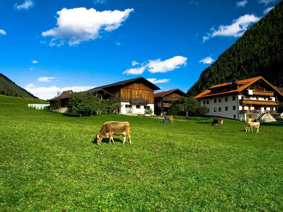 Kühe auf einer Wiese bei einem Bauernhof vor alpiner Landschaft als Motiv für Urlaub auf dem Bergbauernhof.