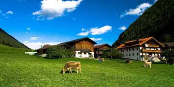 Kühe auf einer Wiese bei einem Bauernhof vor alpiner Landschaft als Motiv für Urlaub auf dem Bergbauernhof.
