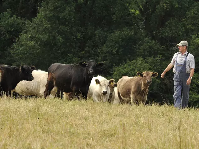 im Urlaub auf dem Bauernhof in Rheinland-Pfalz Kühe auf der Weide beobachten