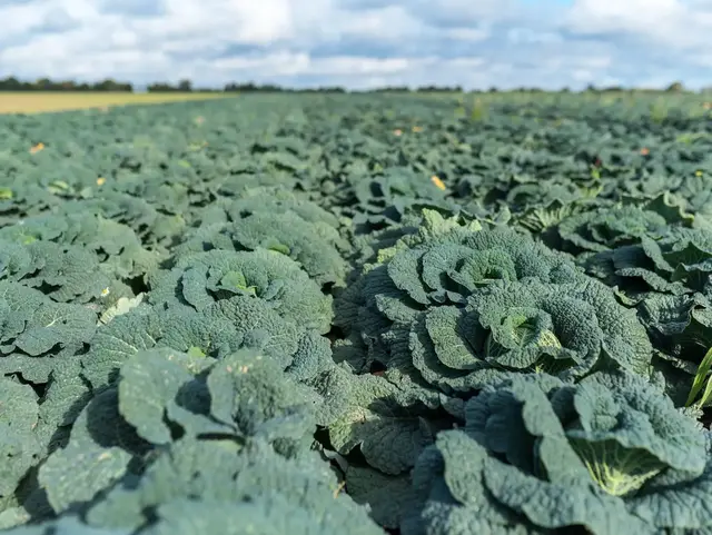 Ein weites dunkelgrünes Kohlfeld breitet sich auf dem Land auf Fehmarn aus. 