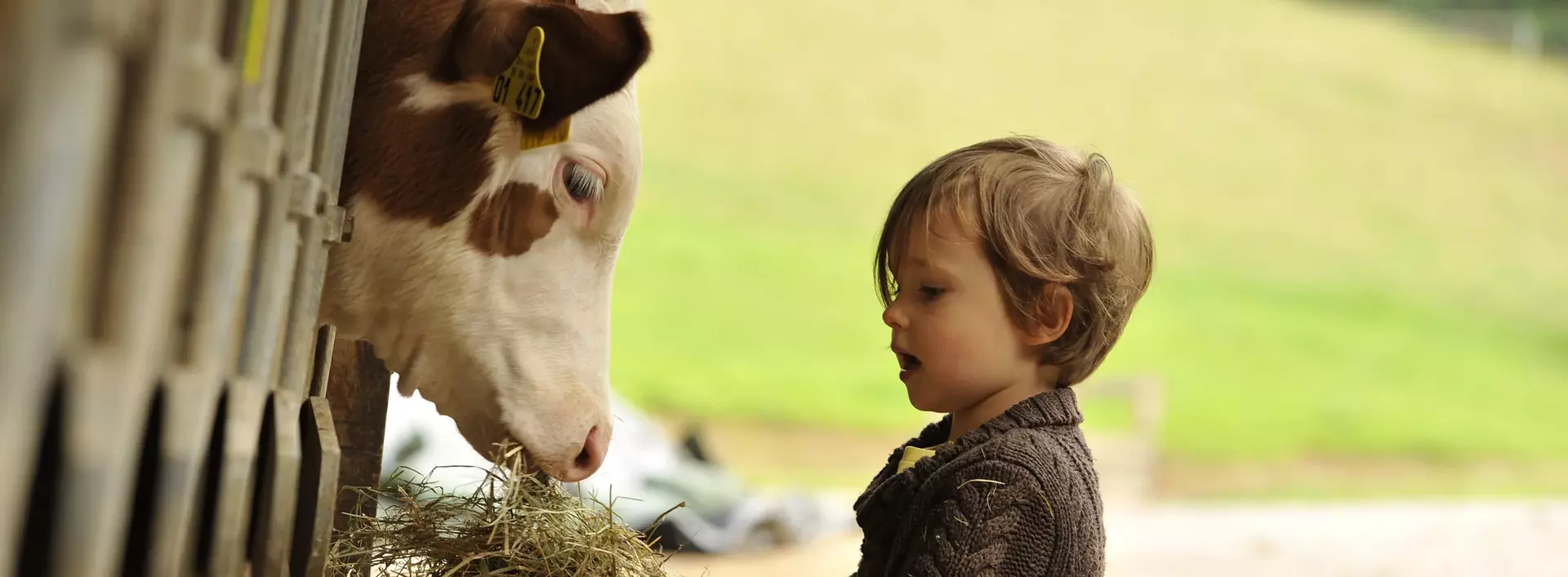 im Urlaub auf dem Bauernhof Kühe füttern und im Stall helfen