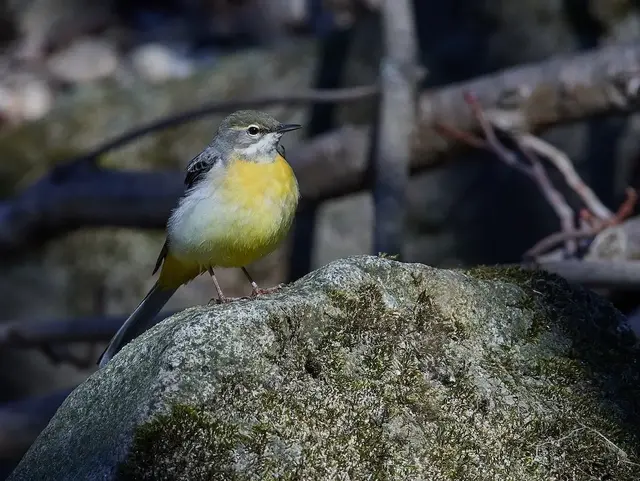 Kleiner Vogel steht am Ufer eines Flusses im Frühjahr zwischen Steinen und Wasser
