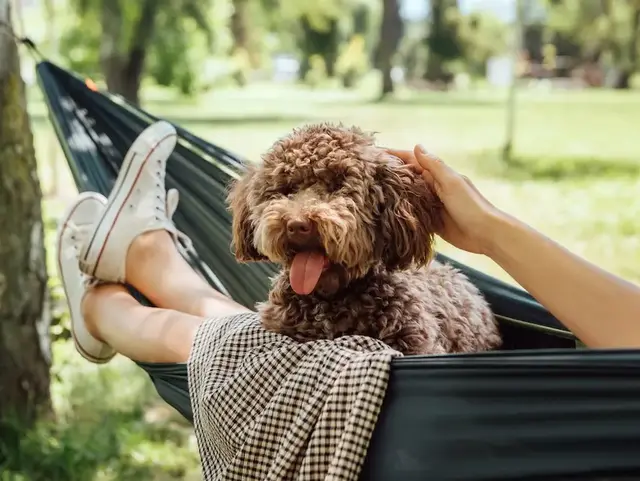 Ein kleiner Hund liegt in einer Hängematte und wird von einer Person gestreichelt.