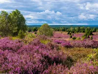 Die Lüneburger Heide in voller Blüte mit lila Heideblüten