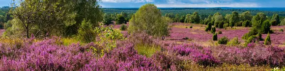 Die Lüneburger Heide in voller Blüte mit lila Heideblüten