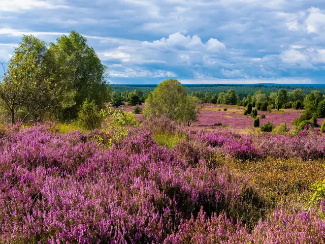 Die Lüneburger Heide in voller Blüte mit lila Heideblüten