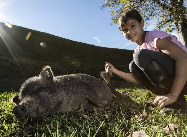 im Bauernhofurlaub in Bayern Tiere füttern und streicheln