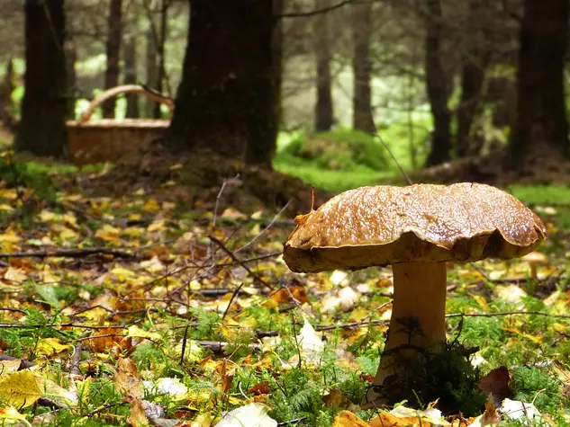 Urlaub in Wald und Heide - im Urlaub bei einer Wanderung Pilze sammeln