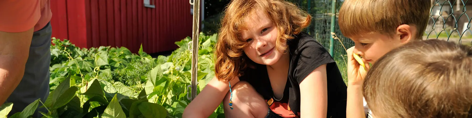 Drei Kinder sitzen im Karten und ernten gelbe Buschbohnen.