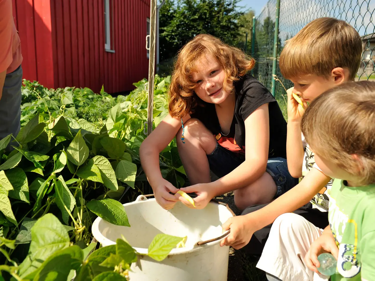 Drei Kinder sitzen im Karten und ernten gelbe Buschbohnen.