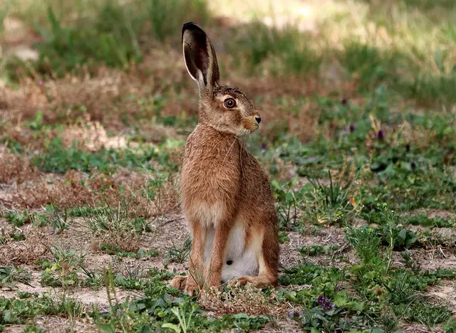 im Urlaub auf dem Bauernhof Wildtiere beobachten