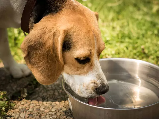 In den Ferienhäusern und Ferienwohnungen mit Hund in Thüringen stehen Fressnäpfe bereit.