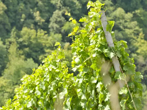 alt="Cheesecake slice, New York style classical cheese cake on wooden background. Slice of tasty cake on white plate served with dessert fork"