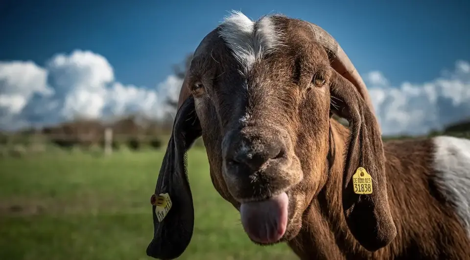 Ziege in Alkersum auf Föhr – Bauernhofurlaub Nordsee - © Olaf Schlenger, AdobeStock Eine Ziege streckt in Alkersum auf Föhr die Zunge heraus.