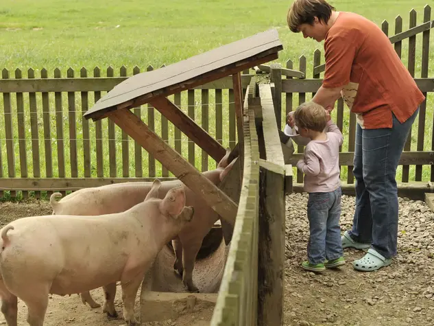 im Urlaub auf dem Bauernhof in Rheinland-Pfalz beim Füttern der Schweine helfen 