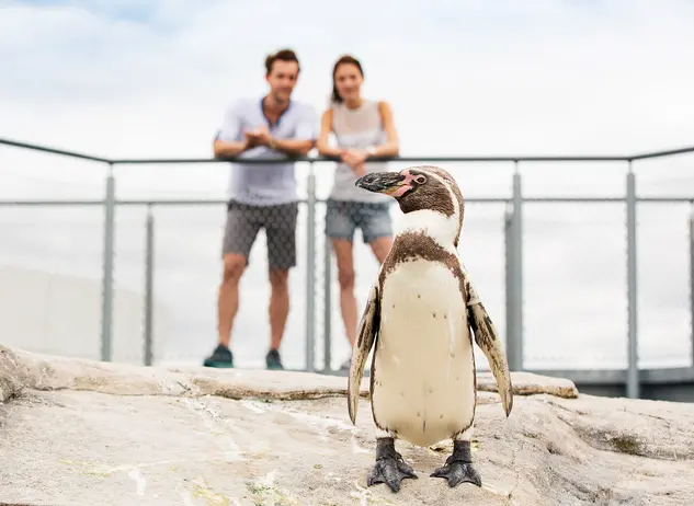im Familienurlaub bei Stralsund das Ozeaneum mit dem Pinguinen besuchen