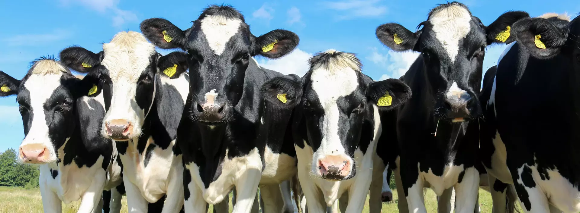 im Urlaub auf dem Bauernhof in Schleswig-Holstein Kühe beobachten und beim Melken zuschauen