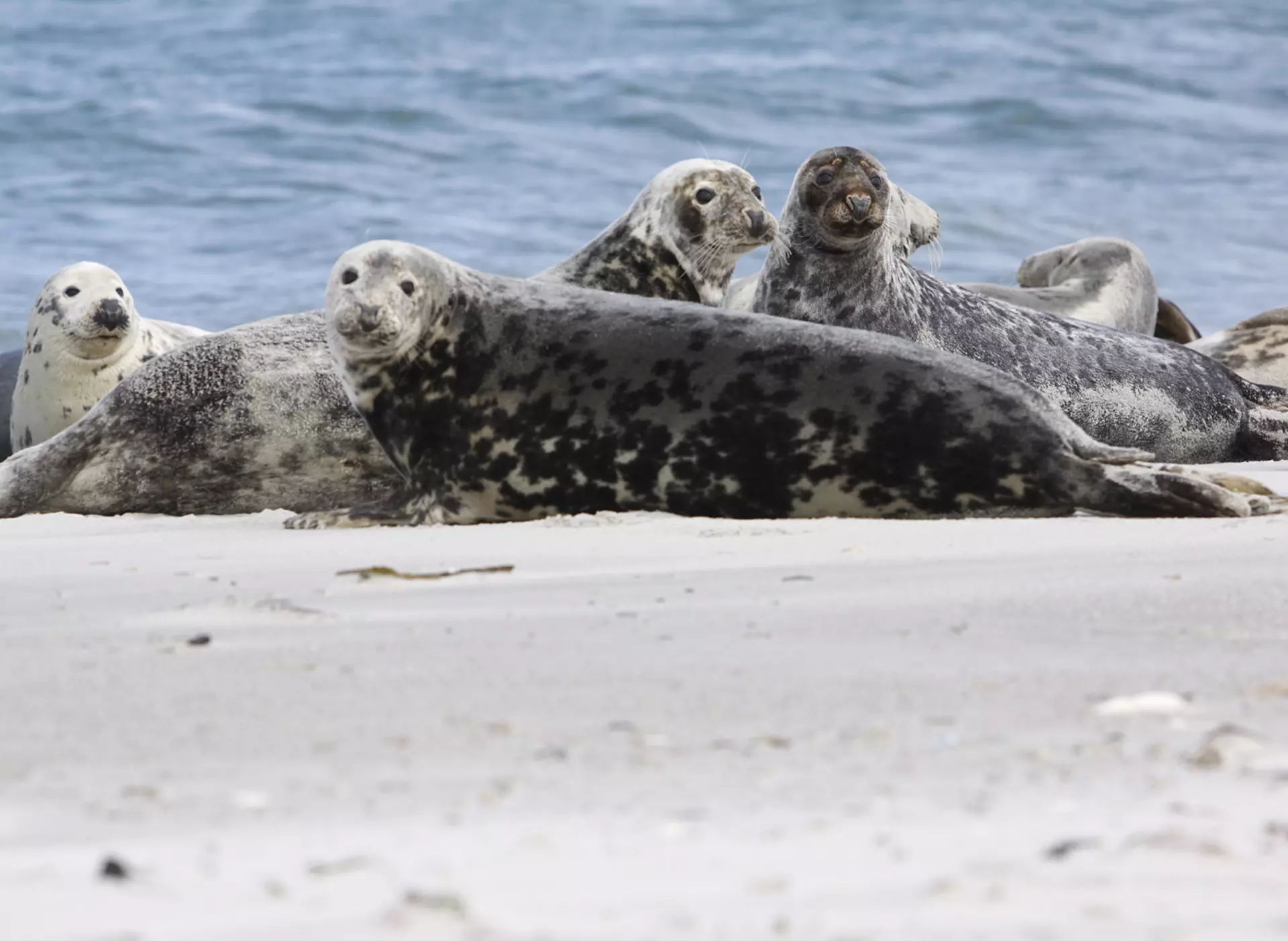 im Nordseeurlaub eine Schifffahrt nach Helgoland machen und die Robben auf der Sandbank bestaunen