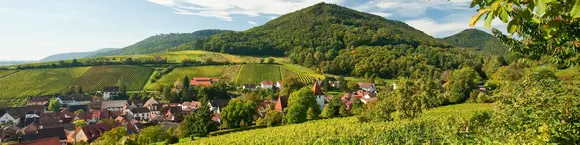 im Urlaub auf dem Weingut in der Pfalz eine Weinbergwanderung machen und den Ausblick auf die Weinlandschaft genießen