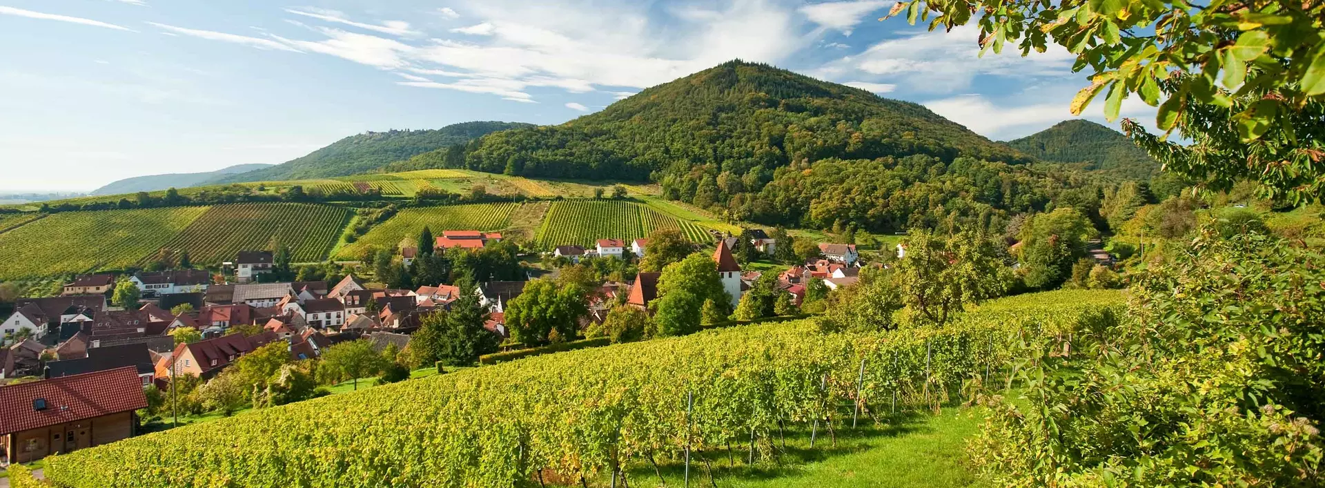 im Urlaub auf dem Weingut in der Pfalz eine Weinbergwanderung machen und den Ausblick auf die Weinlandschaft genießen