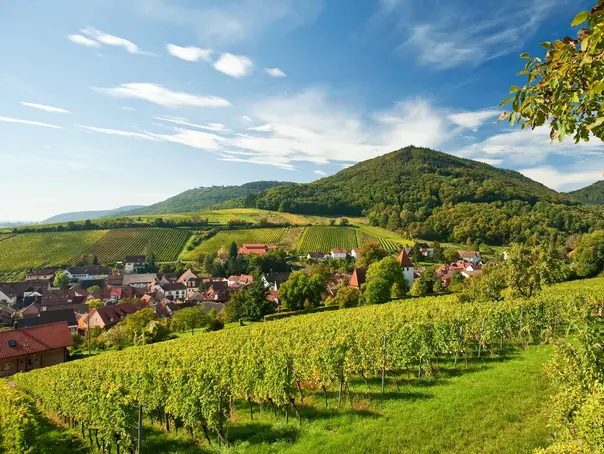 im Urlaub auf dem Weingut in der Pfalz eine Weinbergwanderung machen und den Ausblick auf die Weinlandschaft genießen