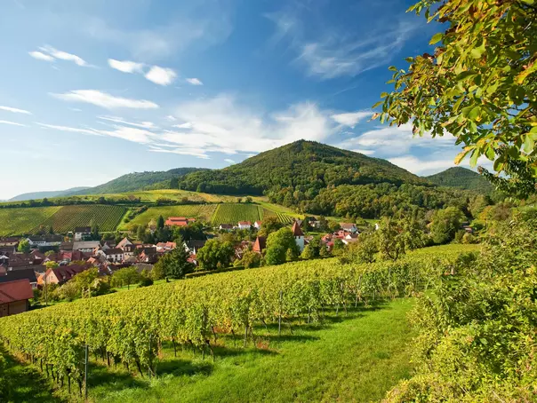 6 Duftbäume in Rheinland-Pfalz - Friedewald (Westerwald)