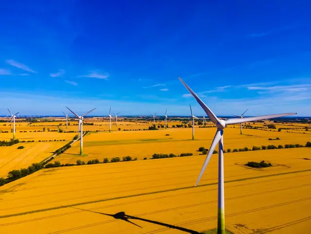 Weites Feld mit Windrädern – Bauernhofurlaub auf Fehmarn Ein weites gelbes Feld mit mehreren Windrädern hebt sich kontrastreich vor dem blauen Himmel ab.