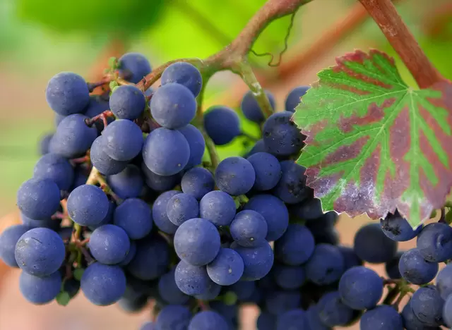 im Urlaub auf dem Weingut in Württemberg Trollinger Weine verkosten