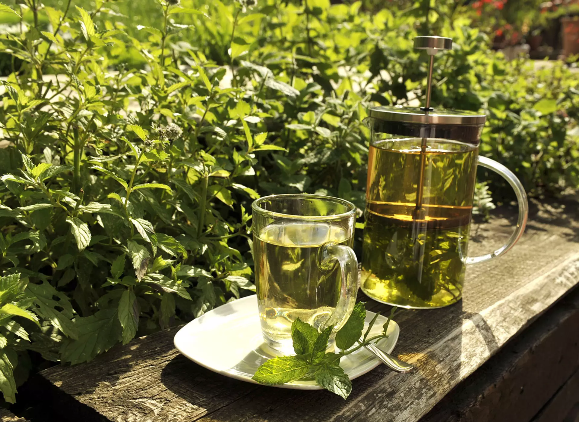 Frische Kräuter genießen - © Landsichten.de, Susanne Mölle Entspannung bei einem frisch aufgebrühtem Tee im Wellness und Gesundheitsurlaub auf dem Land