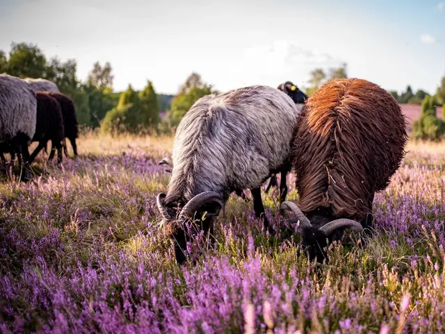 Grasende Schafsherde von Heidschnucken in der Lüneburger Heide. 