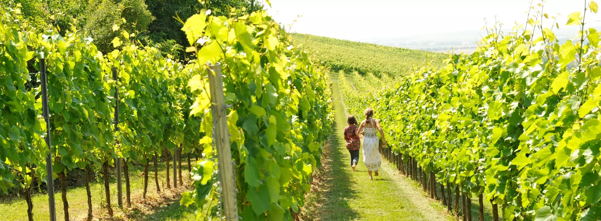 Rebstöcke auf dem Winzerhof Dätwyl in Rheinhessen