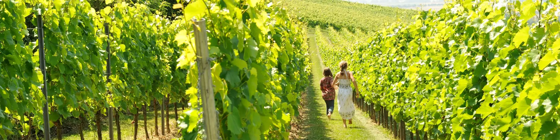 Rebstöcke auf dem Winzerhof Dätwyl in Rheinhessen