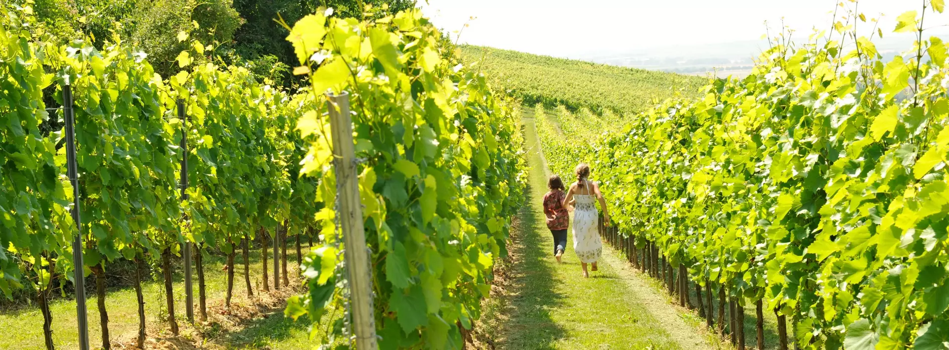 Rebstöcke auf dem Winzerhof Dätwyl in Rheinhessen