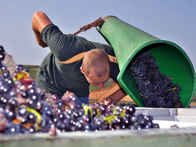 Urlaub auf dem Weingut - Weinlese im Weinbaugebiet Naheland in Rheinland-Pfalz