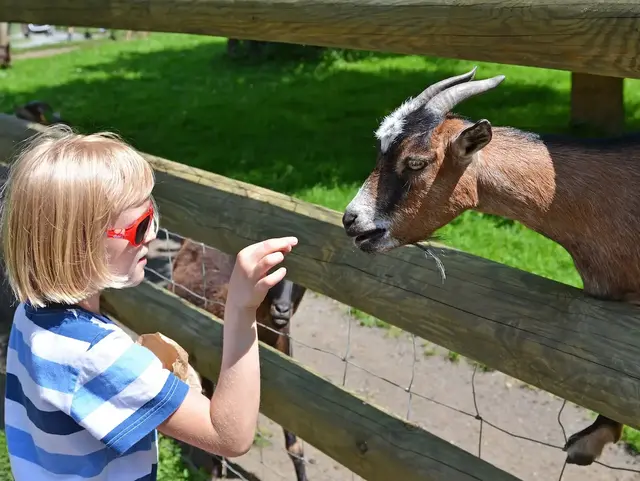 Begegnung mit Hoftieren – Urlaub auf dem Land für Kinder - © photo 5000, adobe stock Kind füttert eine Ziege durch einen Holzzaun